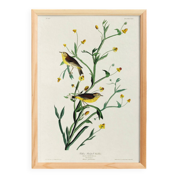 Poster of the White Wagtail, after an old engraving