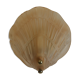 Wall shell sconce