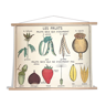 Botanical poster "fruits" Rossignol