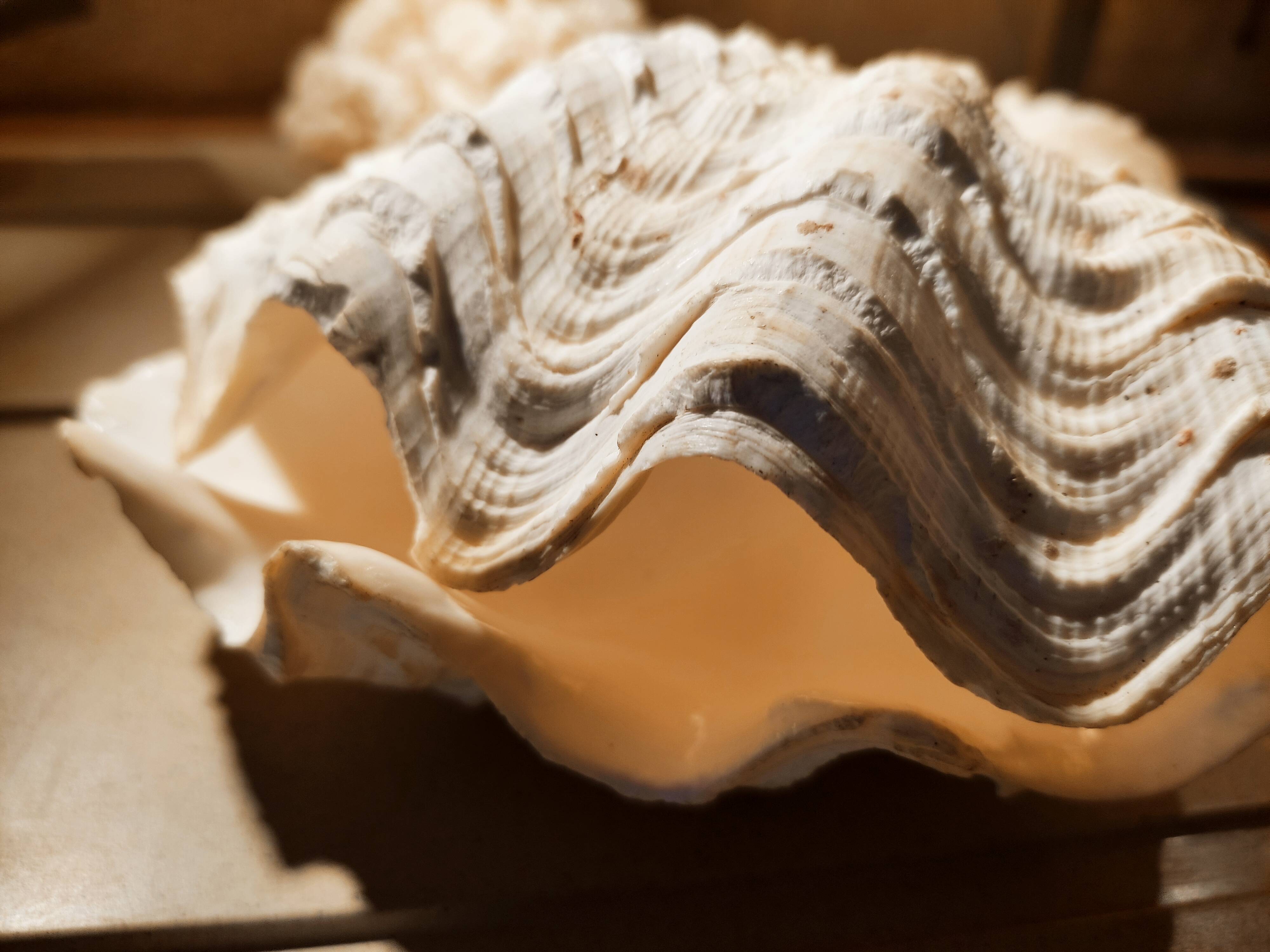 Corals and shellfish