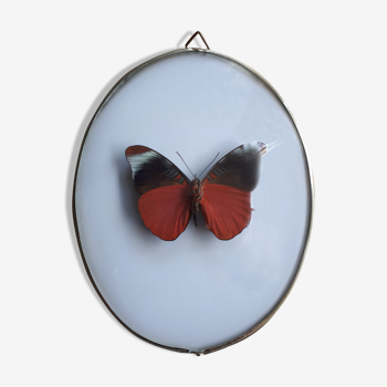 Naturalized butterfly framed in an ancient domed oval frame