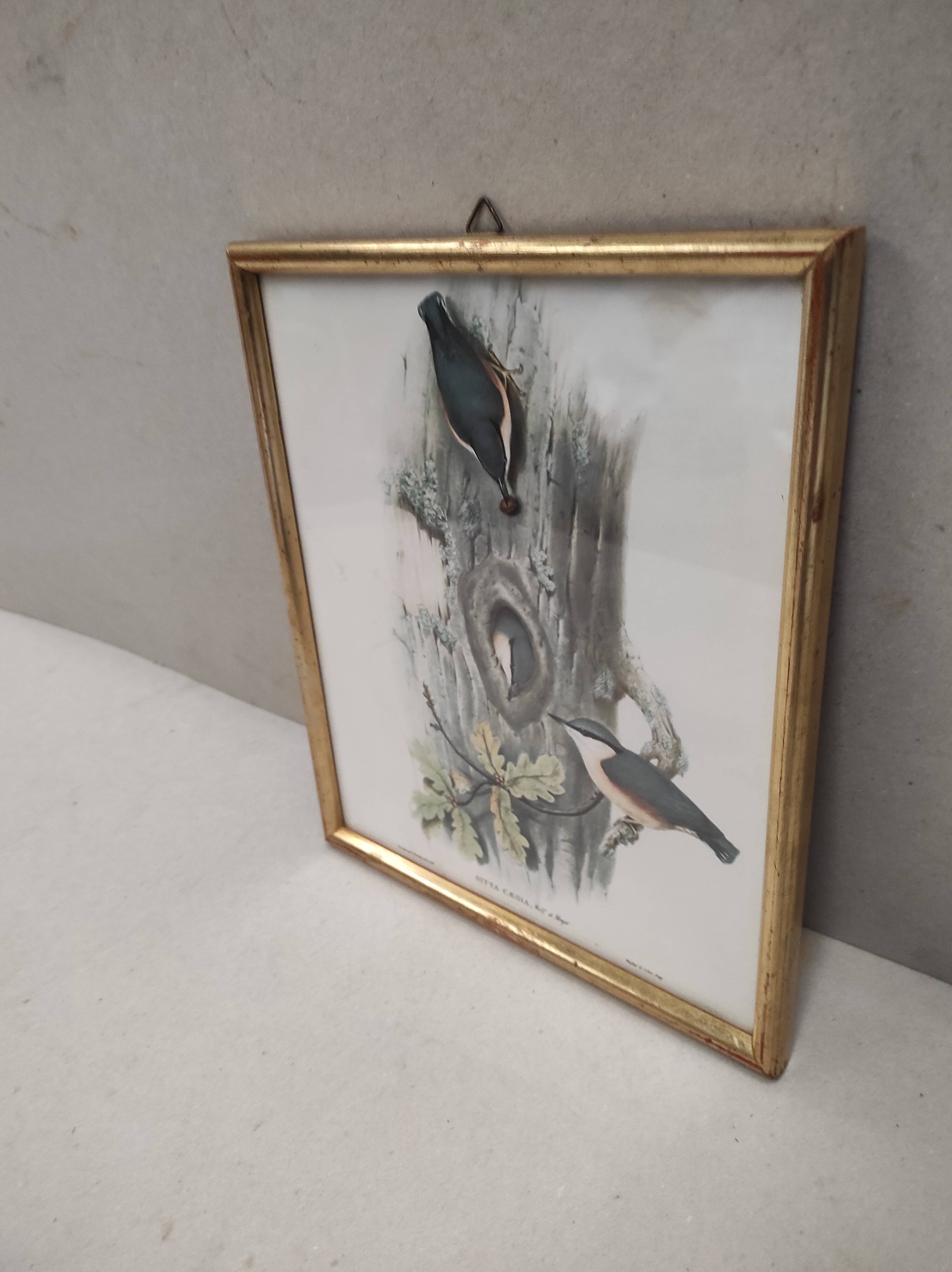 Lithography illustration bird Sitta Caesia vintage engraving golden frame