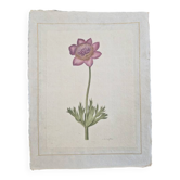 Dessin à l'aquarelle sur soie - Anémone - La Roche Laffitte (Né en 1943)