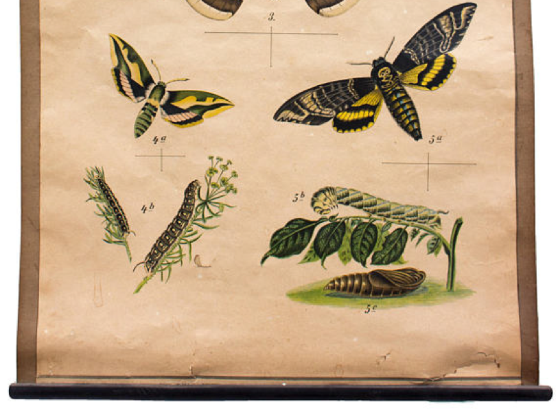 Educational poster, butterflies, lithograph, 1914