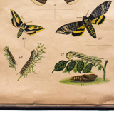 Affiche éducative, papillons, lithographie, 1914