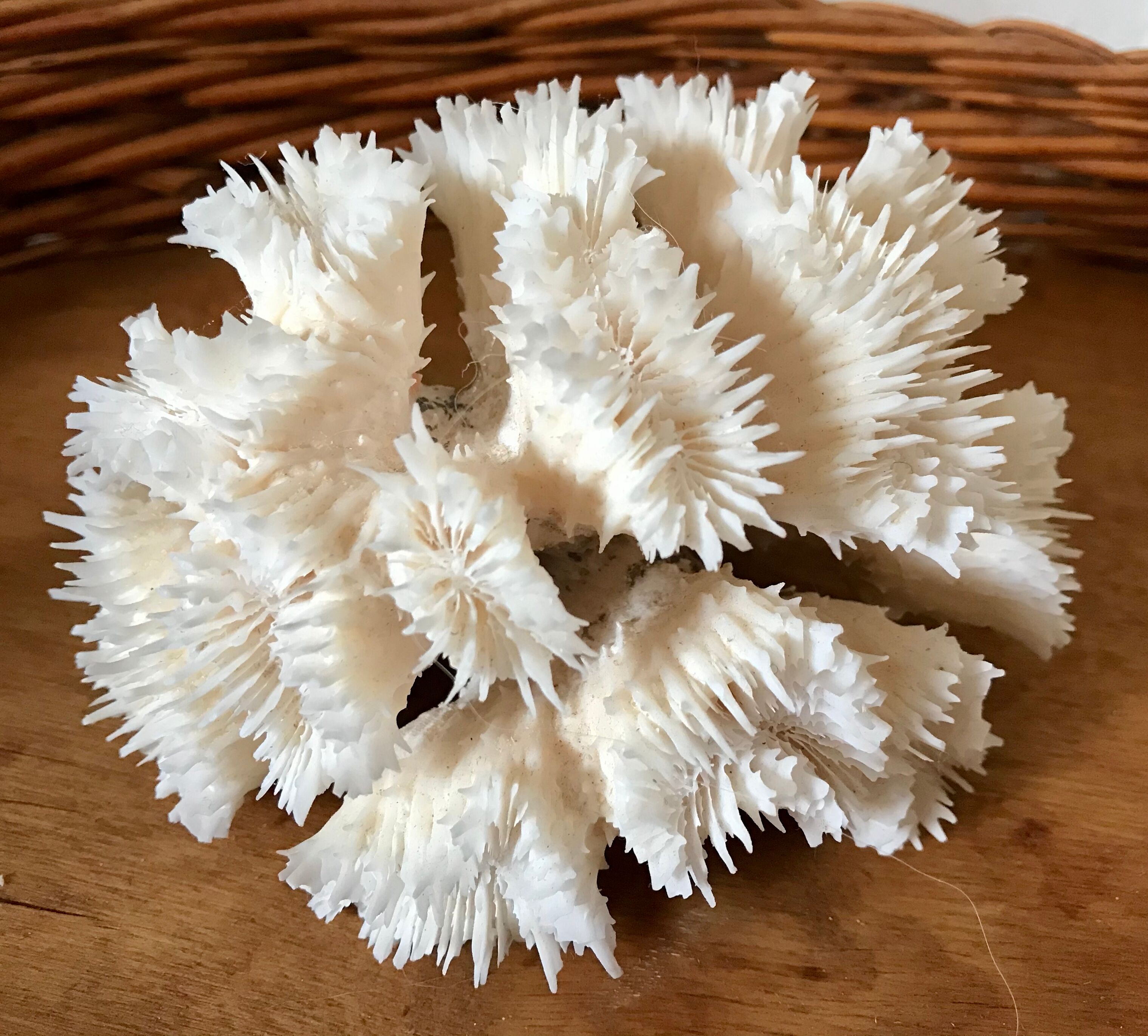 Ancient white coral in trio
