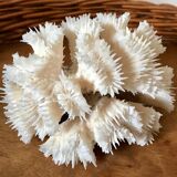 Ancient white coral in trio