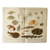 Antique print - Animals and evolution - Original poster from 1909