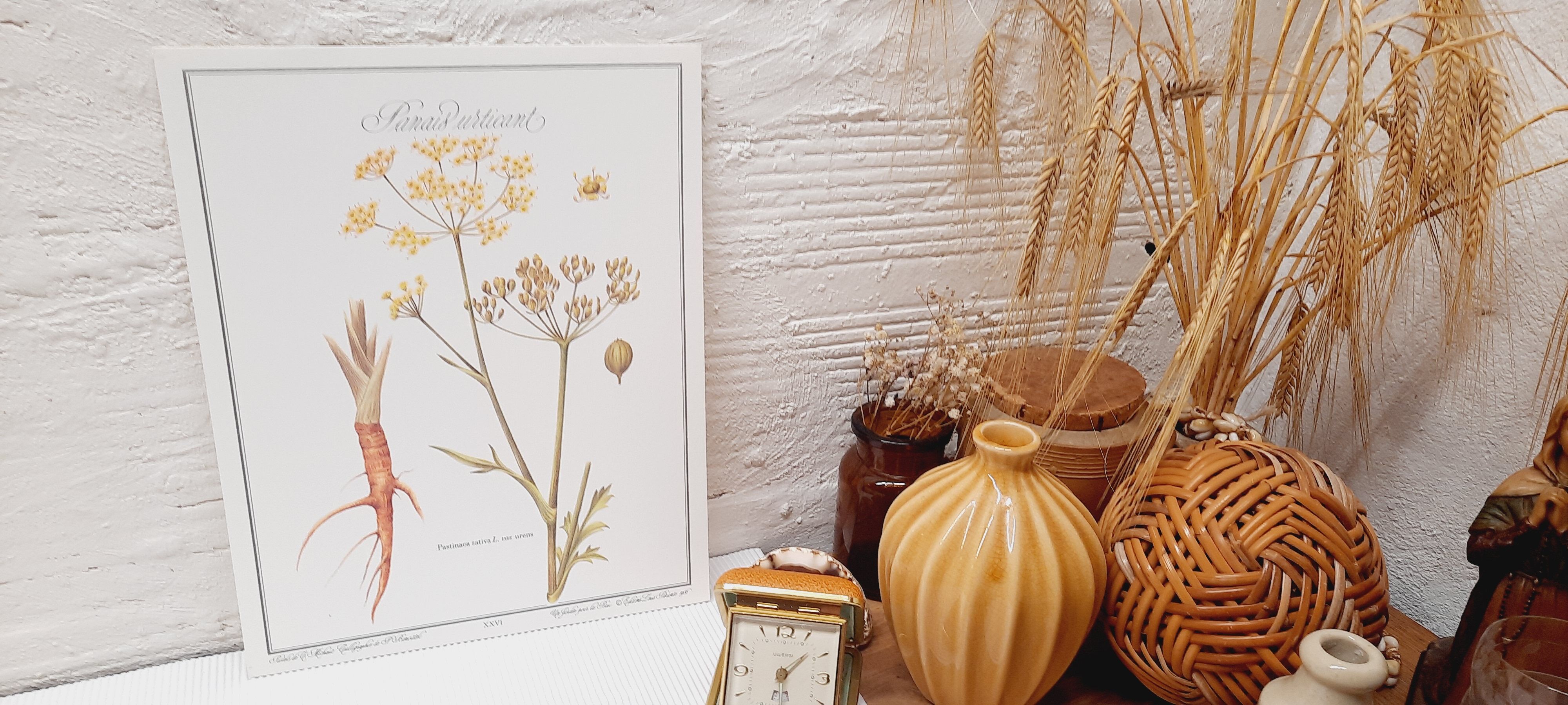 Botanical board Stinging parsnips