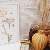 Botanical board Stinging parsnips