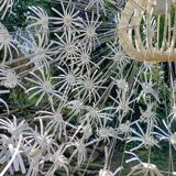 Dandelion pendant light