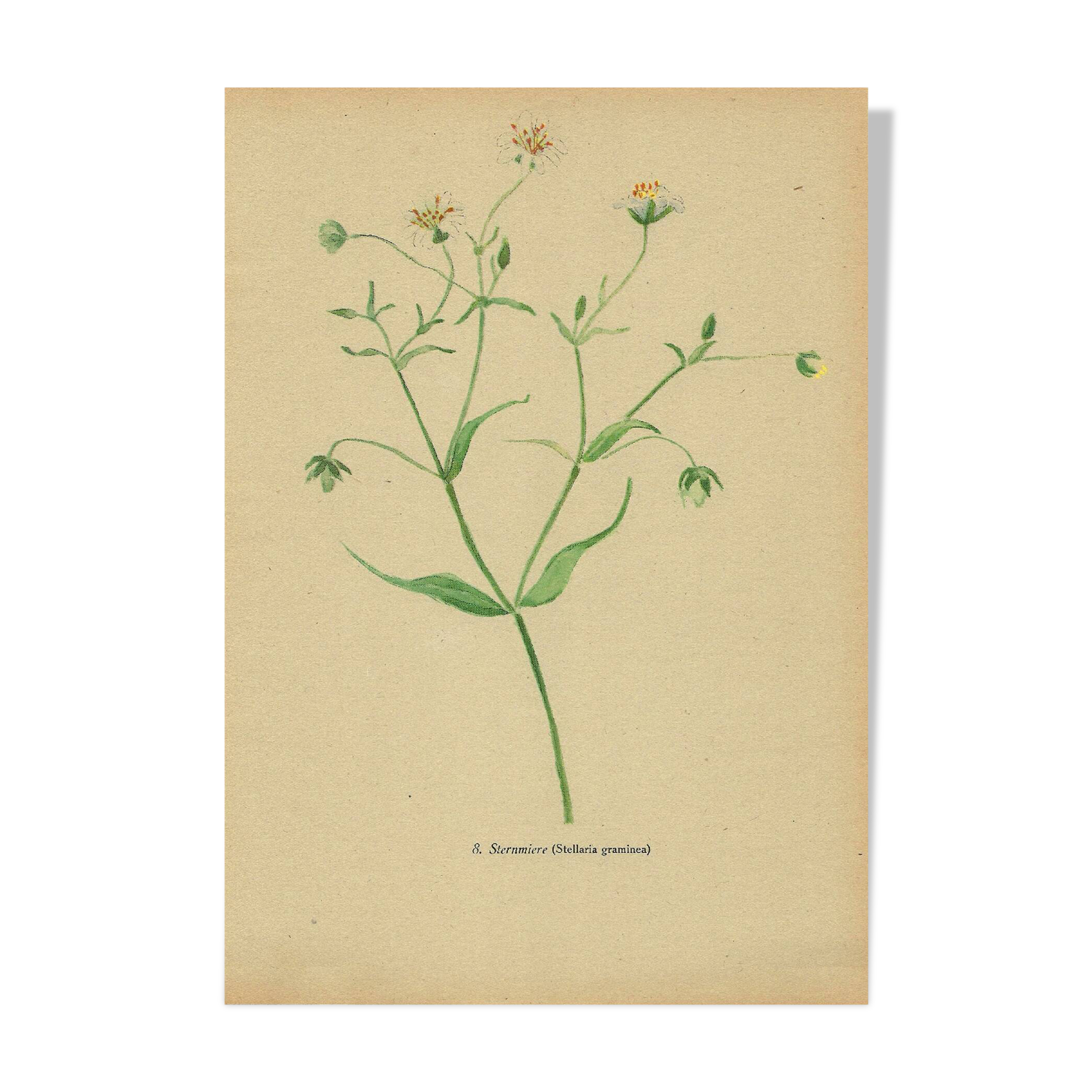Old illustration 1948 - Stellar by Strache - Wild Flora plate