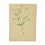 Old illustration 1948 - Stellar by Strache - Wild Flora plate