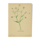 Old illustration 1948 - Stellar by Strache - Wild Flora plate