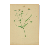 Old illustration 1948 - Stellar by Strache - Wild Flora plate