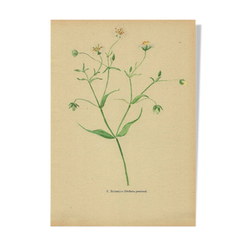 Illustration ancienne 1948 - Stellaire par Strache- Planche Flore sauvage