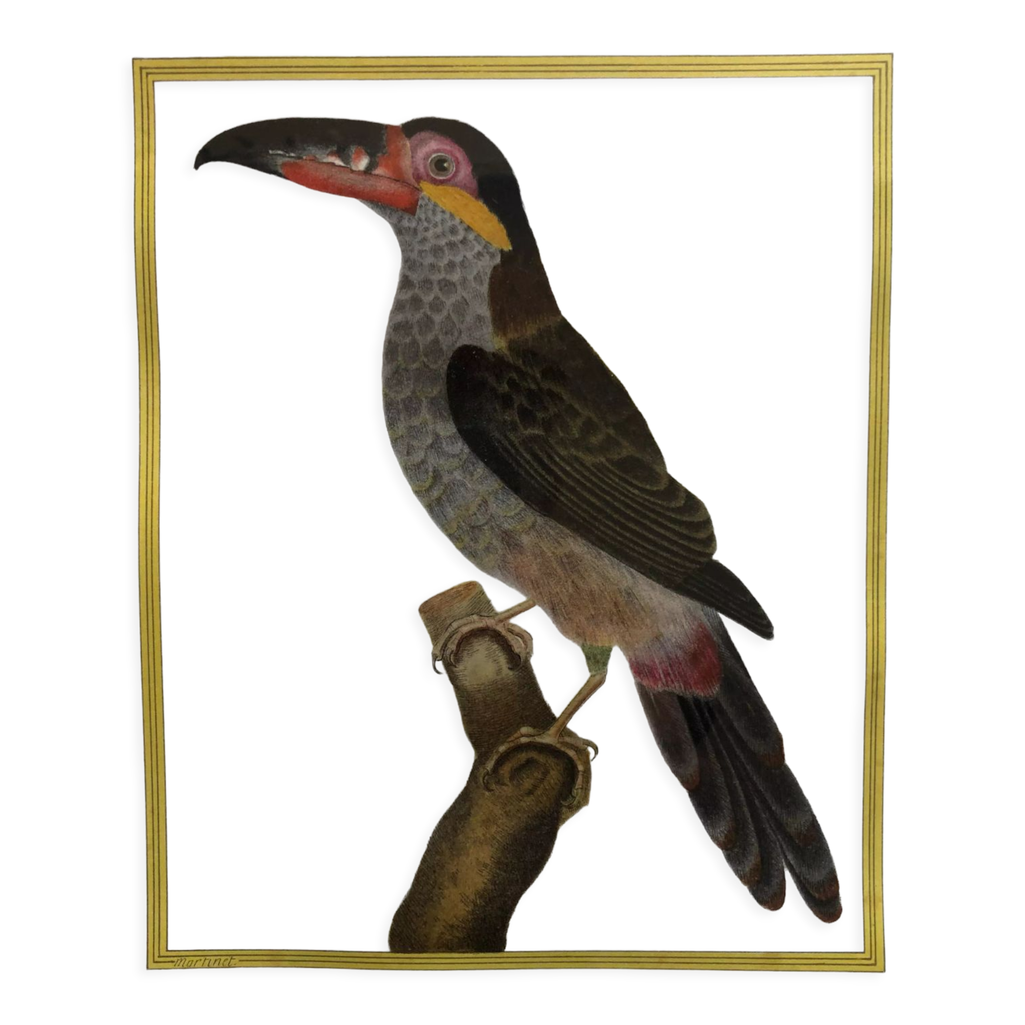 Toucan bird frame