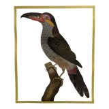 Toucan bird frame