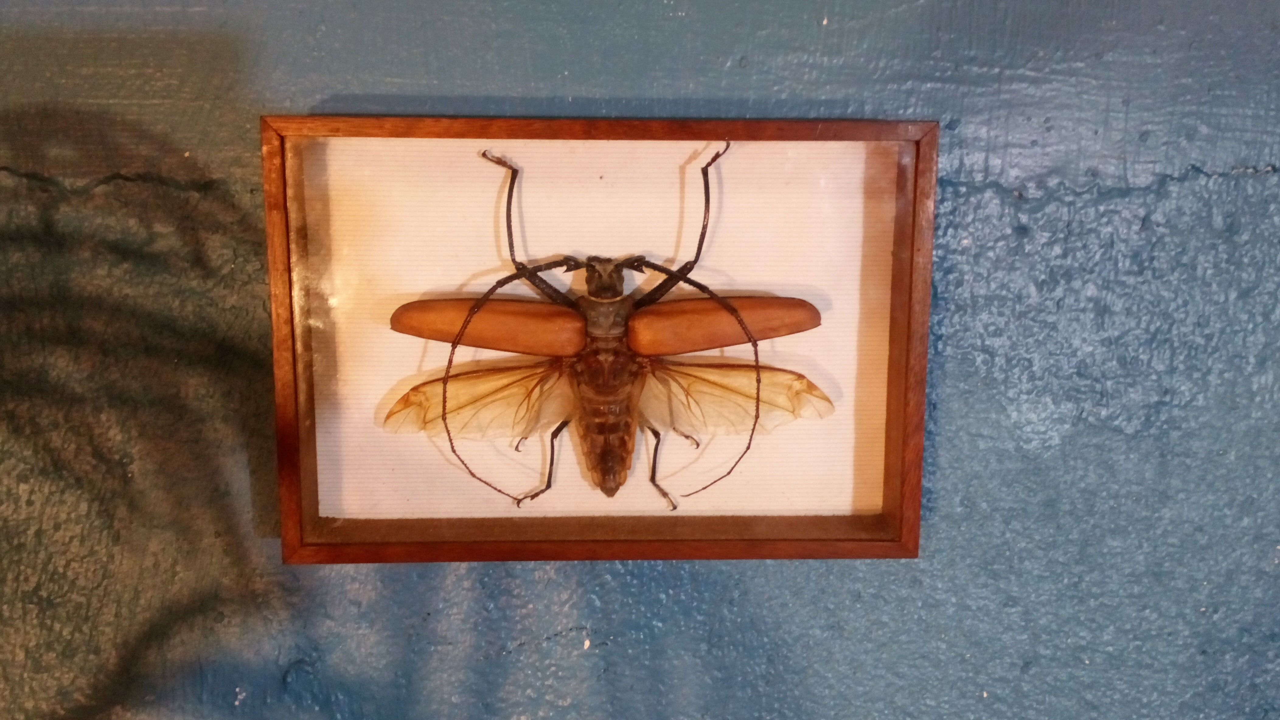 Insect frame Guyana 1960s