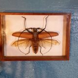 Insect frame Guyana 1960s