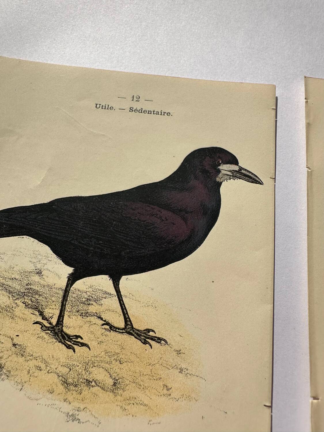 Lot 3 Botanical engravings birds double-sided naturalist board Etching