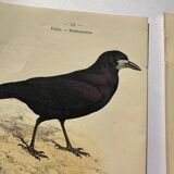 Lot 3 Botanical engravings birds double-sided naturalist board Etching