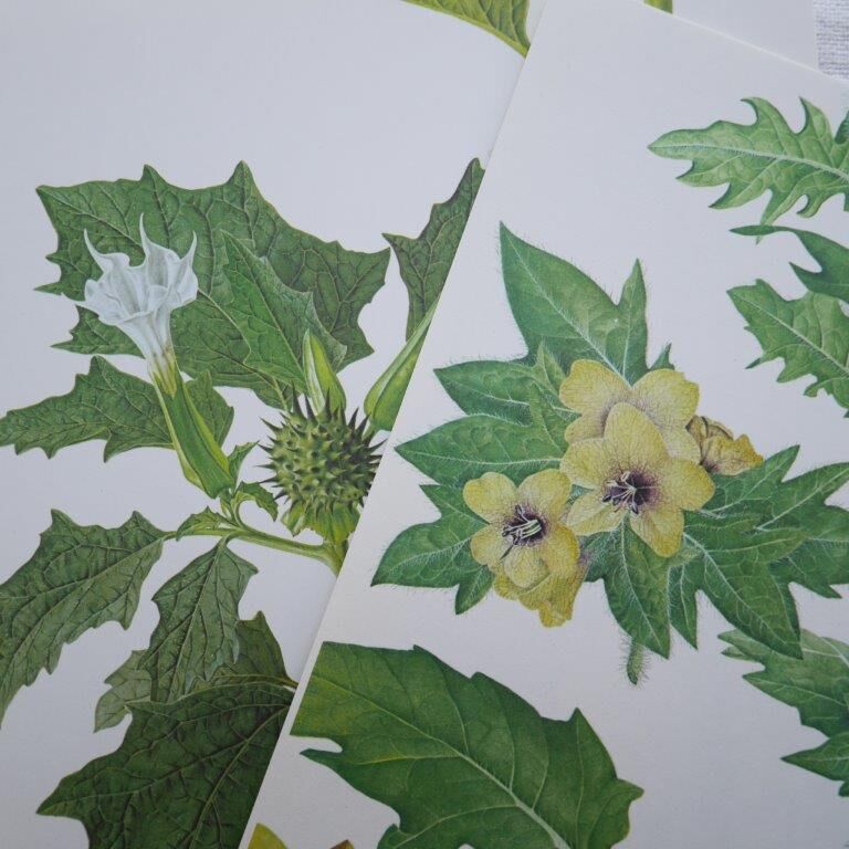 Set of 2 botanical plates Geigy, thorny apple and black henbath