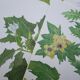Set of 2 botanical plates Geigy, thorny apple and black henbath