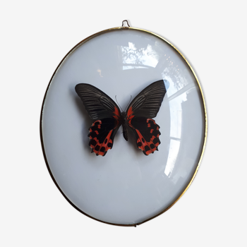 Framed naturalized butterfly
