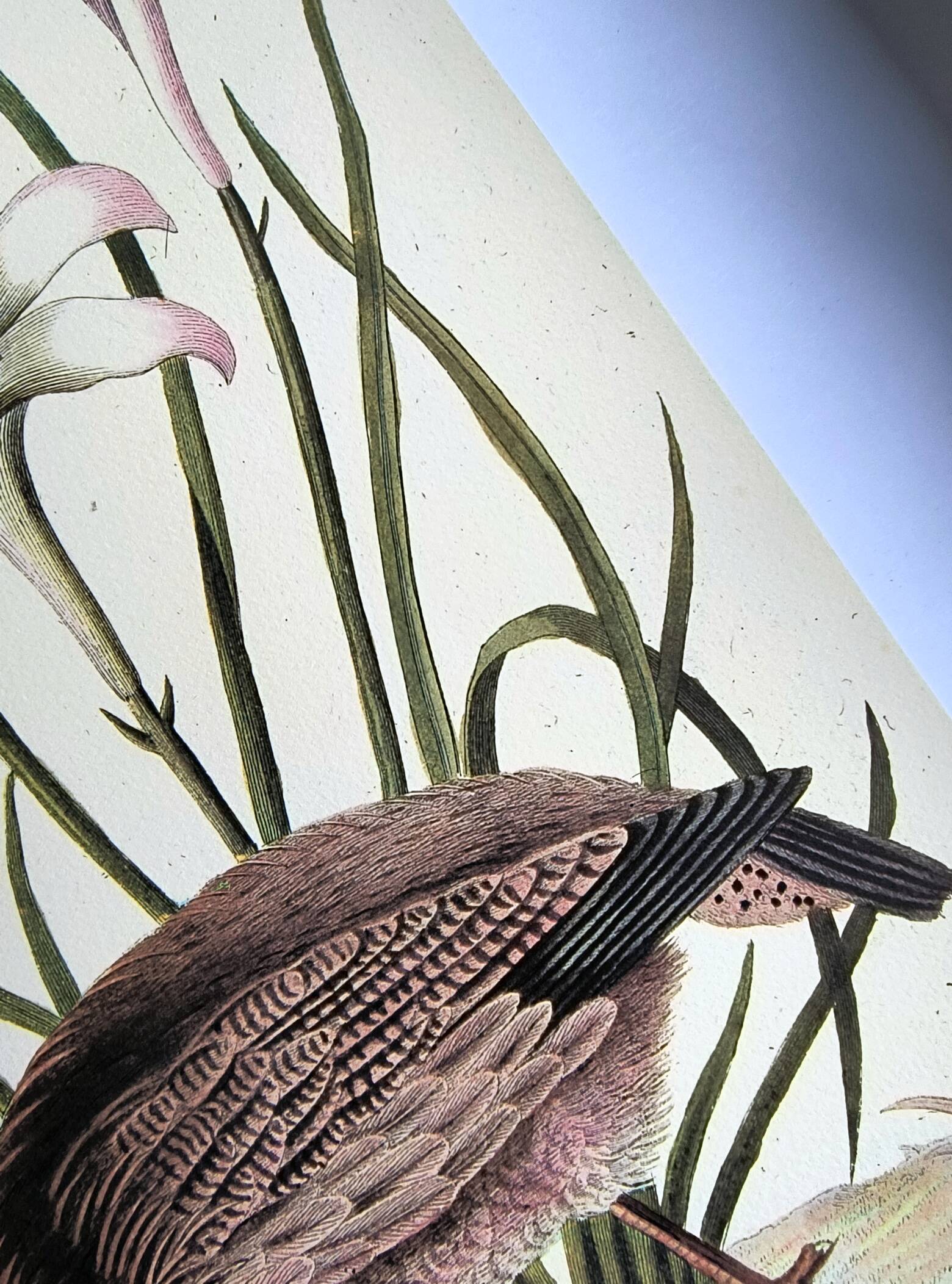 Bird engraving - American Partridge - Old plate by Seligman and flower