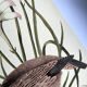 Bird engraving - American Partridge - Old plate by Seligman and flower
