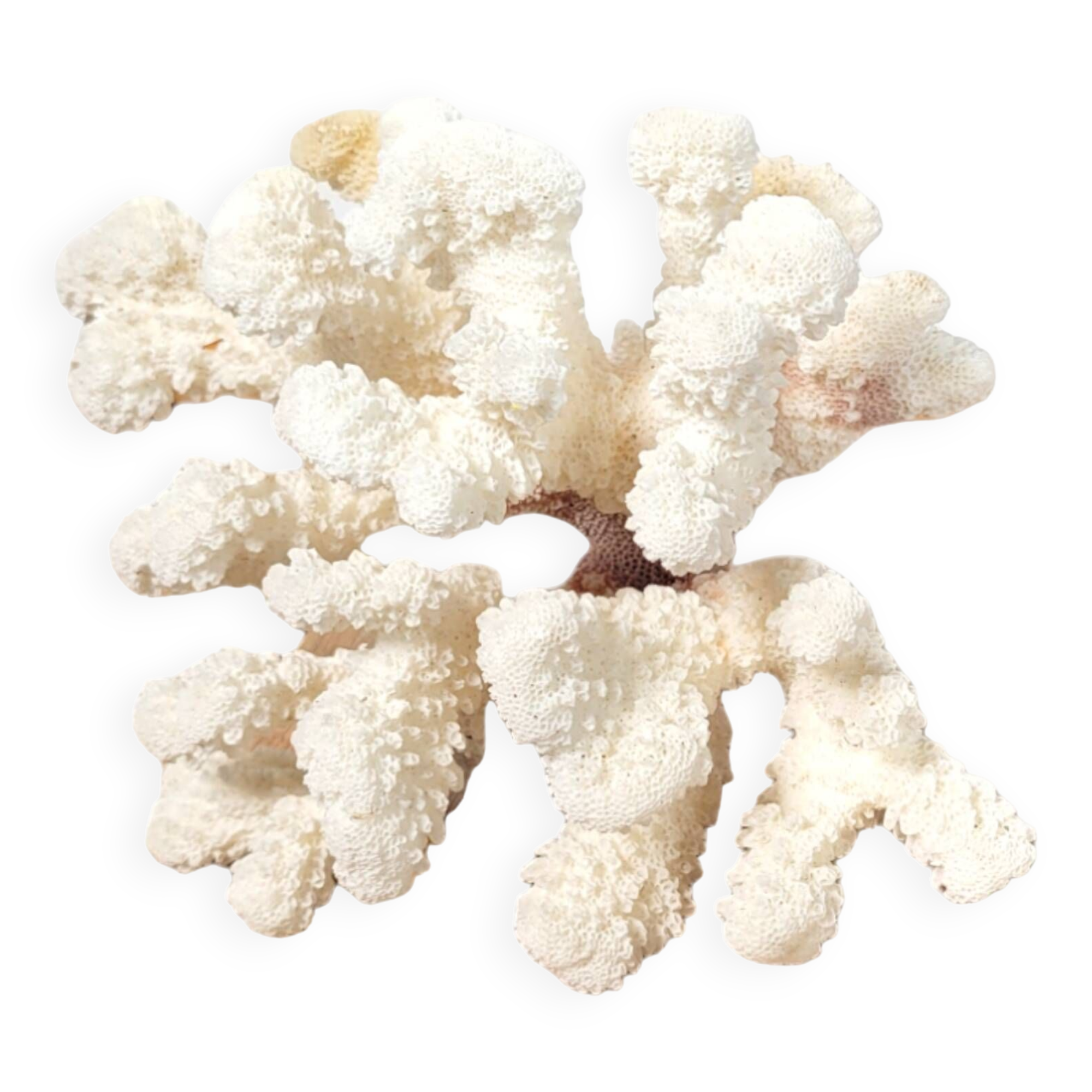 Curiosity white coral branch 17cm