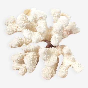 Curiosity white coral branch 17cm