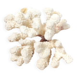 Curiosity white coral branch 17cm