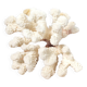 Curiosity white coral branch 17cm