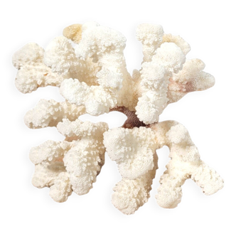 Curiosity white coral branch 17cm