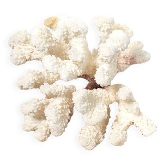 Branche de corail blanc curiosité 17cm