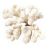 Branche de corail blanc curiosité 17cm