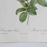 Dreaded botanical board