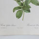 Dreaded botanical board