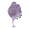Gorgone violette naturelle n°7 cabinet de curiosité 39cm x 23cm