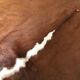 Vintage cowhide 225x170cm