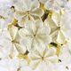 Mid-century floral ceiling light in Murano glass by Ernst Palme, Germany, 1970s