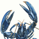 "Lucie", the lobster, art print 21/29.7 cm