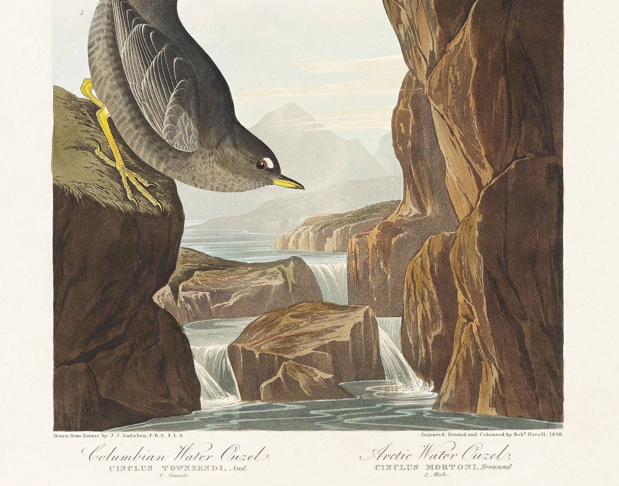 Poster about the Dipper, based on an old engraving from 1827.