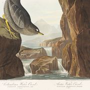 Poster about the Dipper, based on an old engraving from 1827.