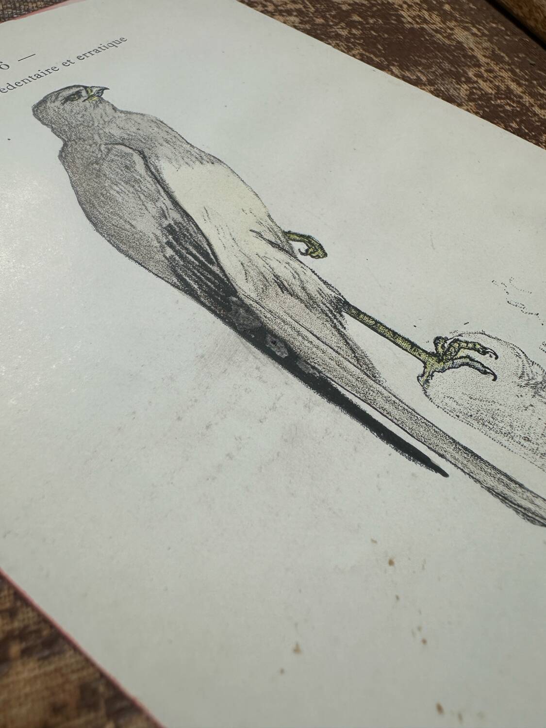 Vintage botanical board bird engraving 19th signed G Denise