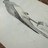 Planche botanique vintage gravure oiseau 19eme signé G Denise
