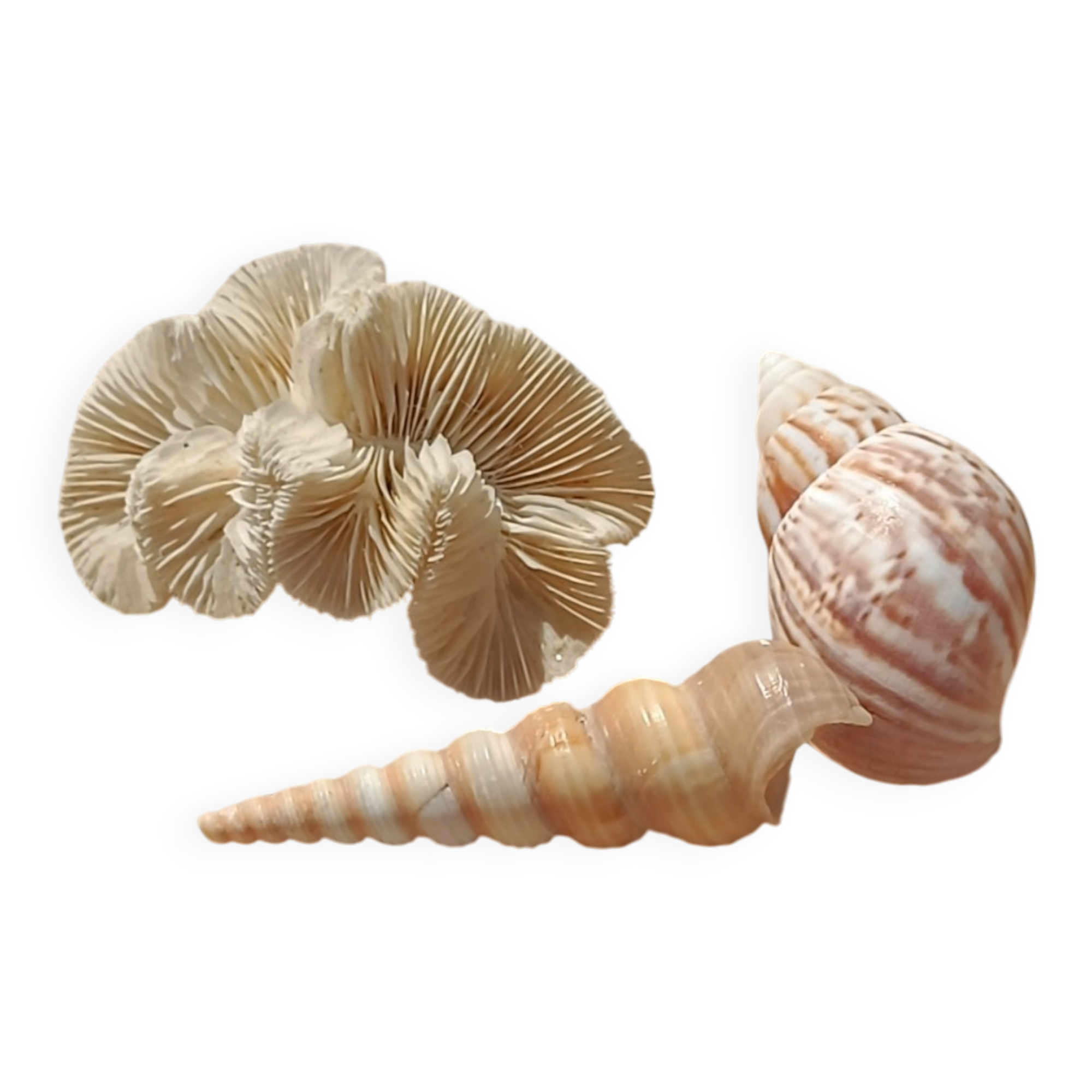 Coral and shells