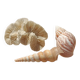 Coral and shells